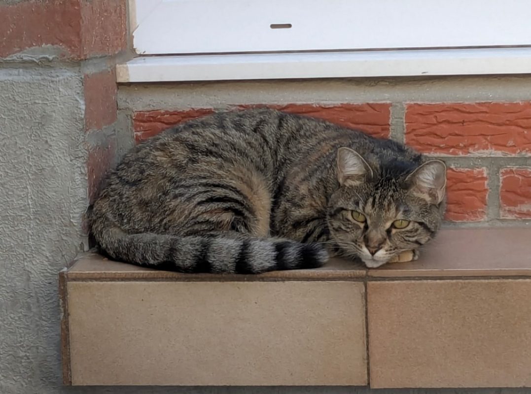 Lou - Chat Européen à adopter