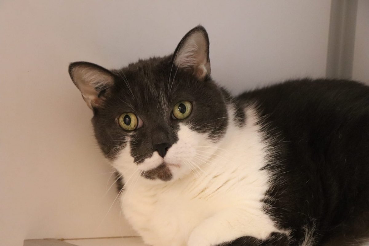 Minji - Chat Européen à adopter