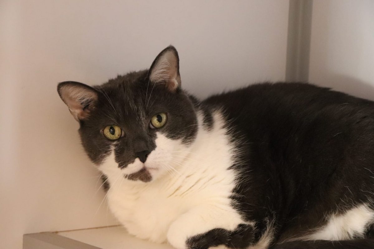 Minji - Chat Européen à adopter - photo 3