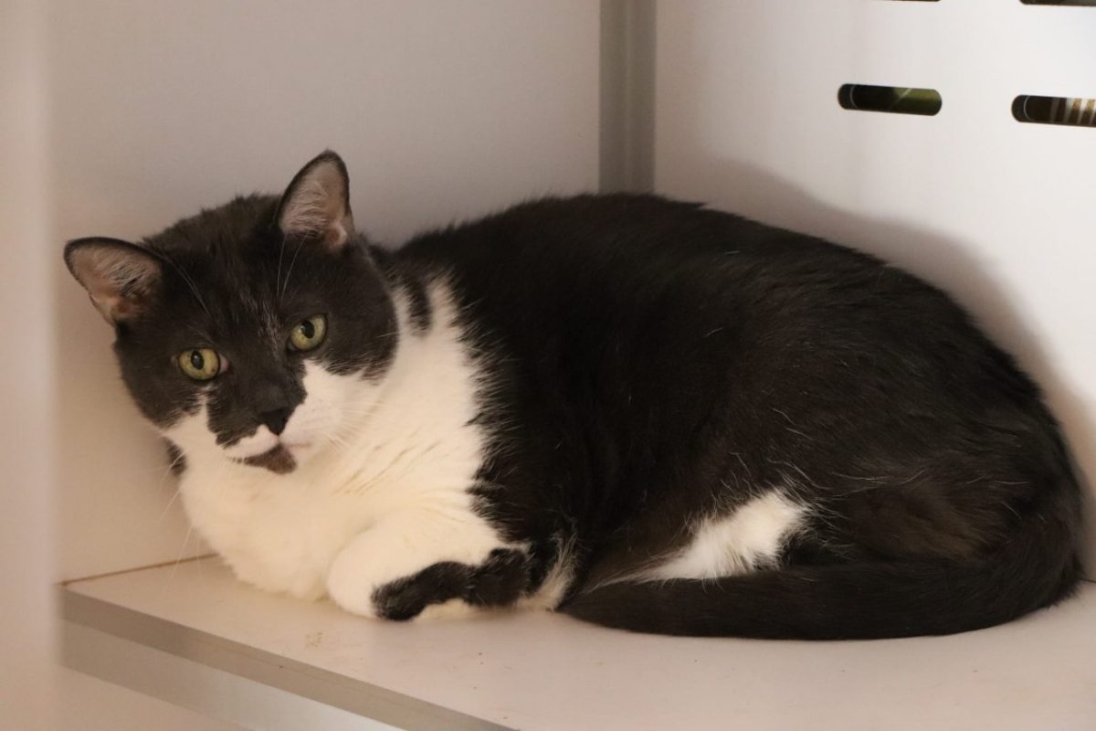 Minji - Chat Européen à adopter - photo 5