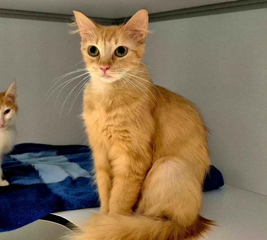 Edam - Chat Européen à adopter
