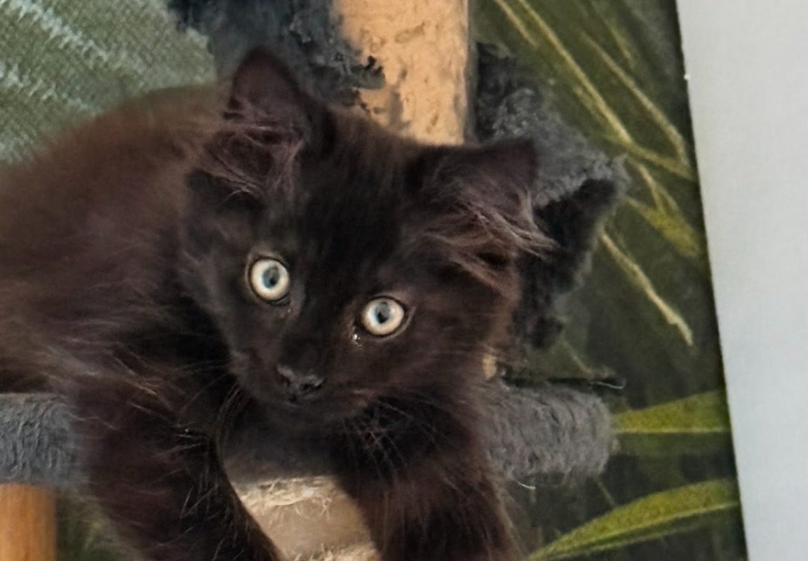 Sid - Chat Européen à adopter