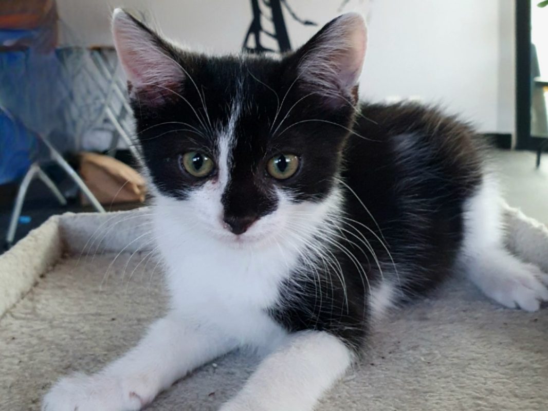 Perso - Chat Européen à adopter