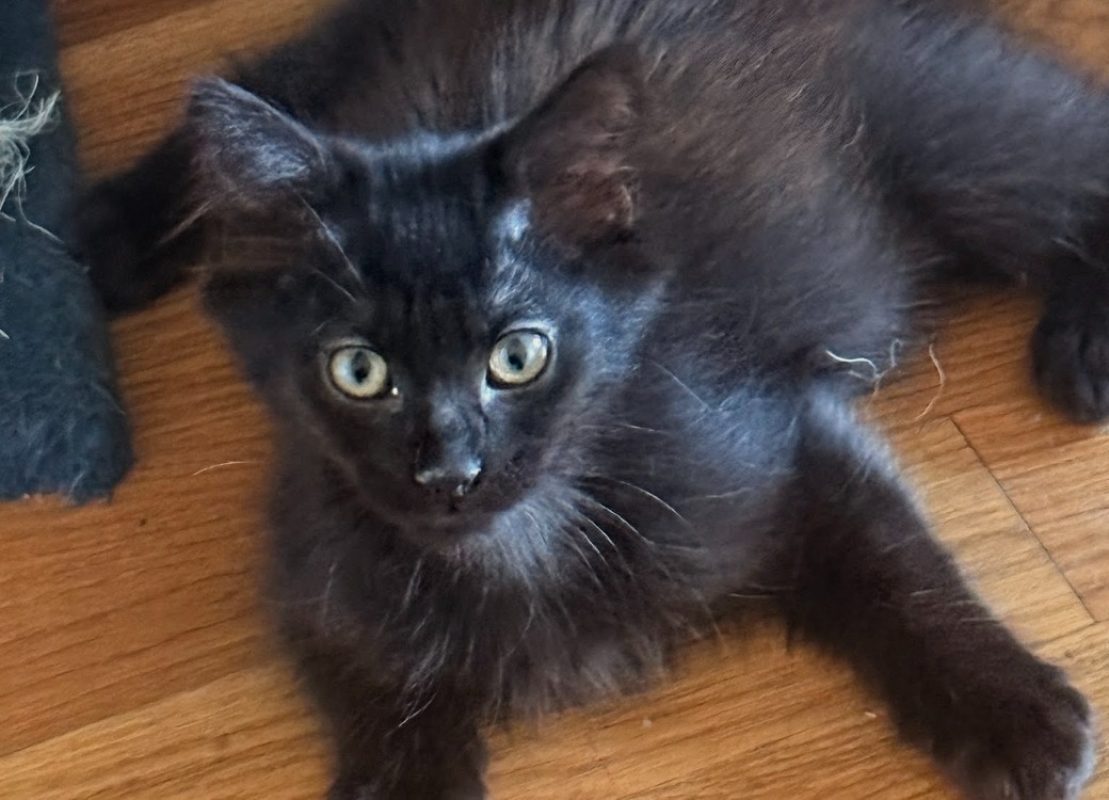 Moka - Chat Européen à adopter