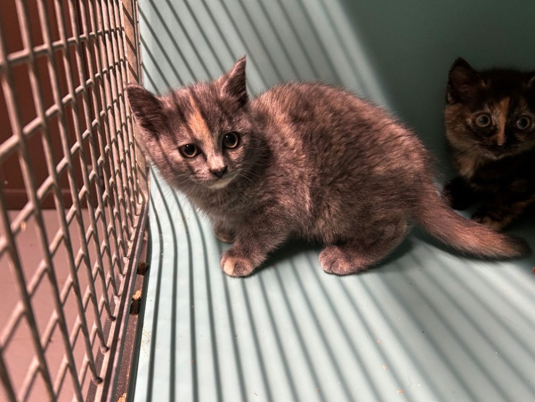 Chantilly - Chat Européen à adopter