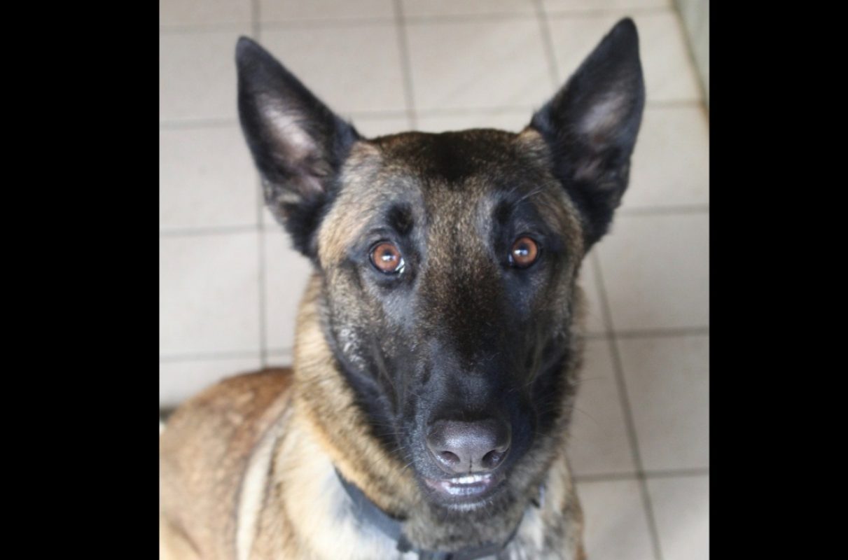 Vita - Chien Berger Belge Malinois à adopter