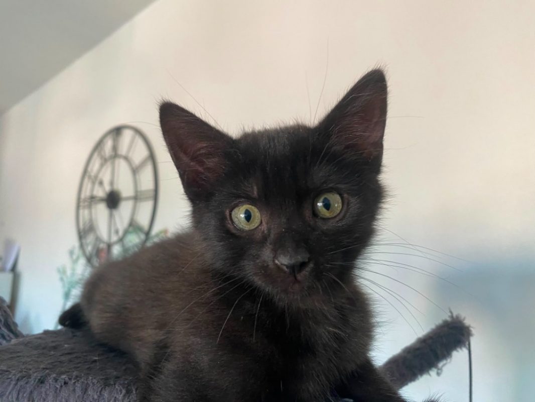 Tres - Chat Européen à adopter