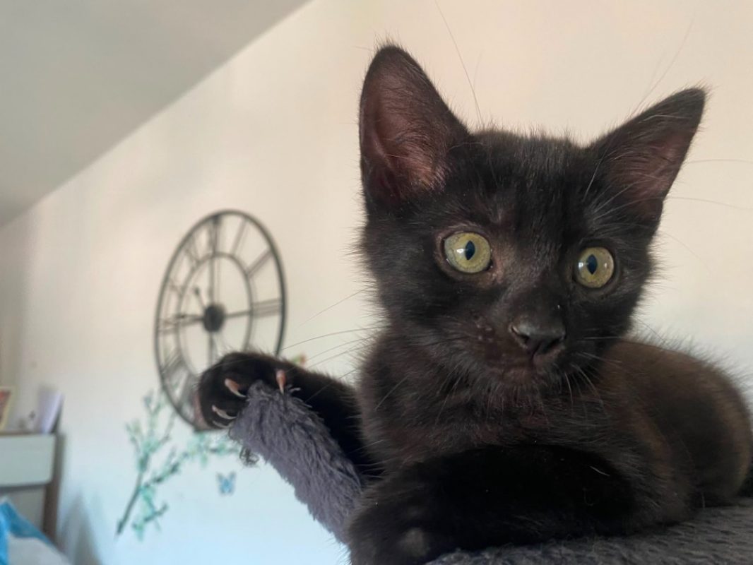 Tres - Chat Européen à adopter - photo 2