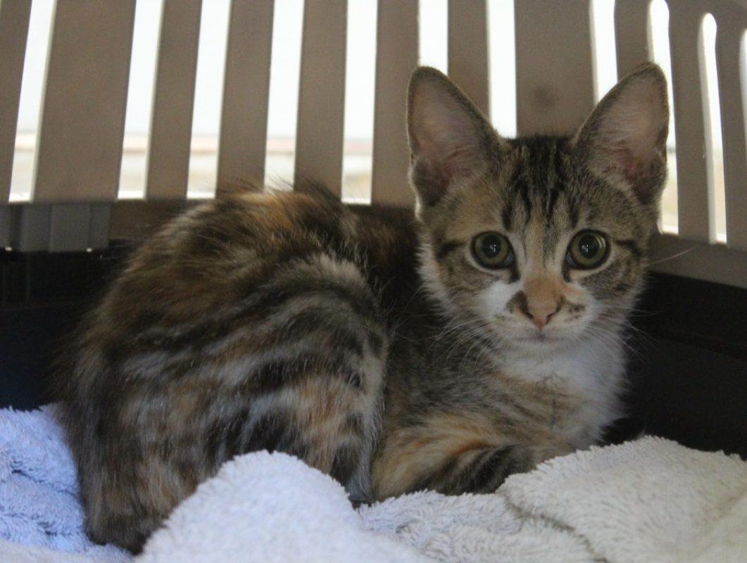 Hermione - Chat Européen à adopter