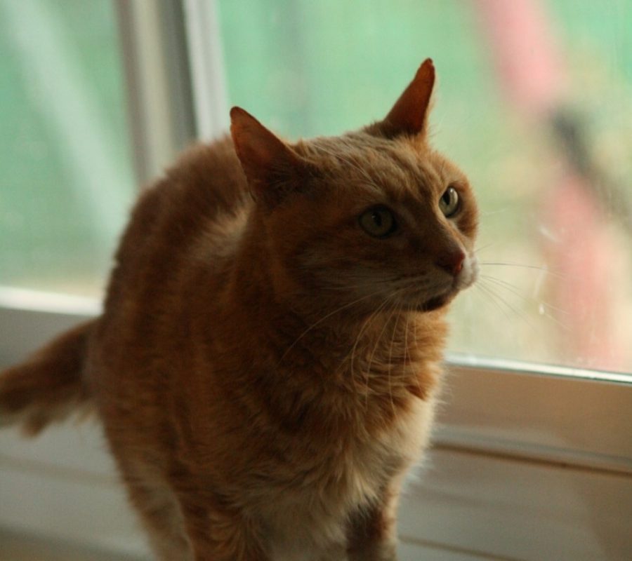 Jango - Chat Européen à adopter