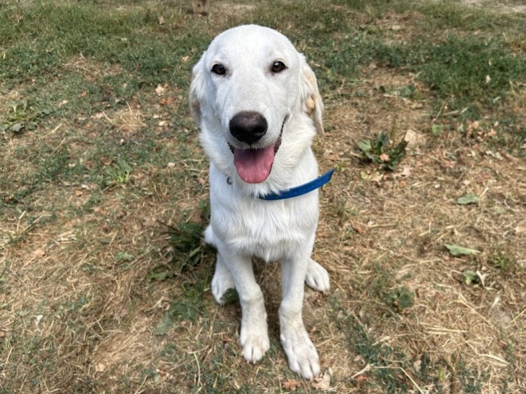 Cachou - Chien à adopter