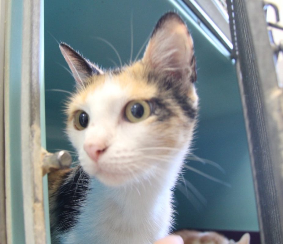 Mac - Chat Européen à adopter
