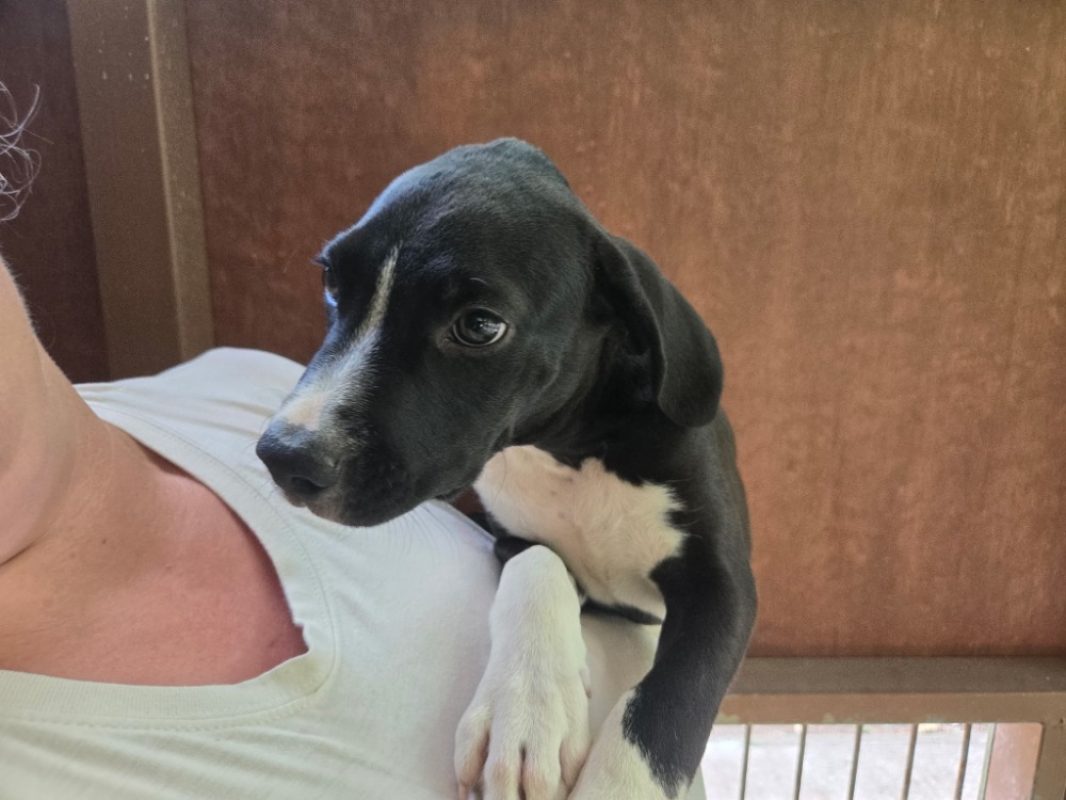 Kofi - Chien à adopter