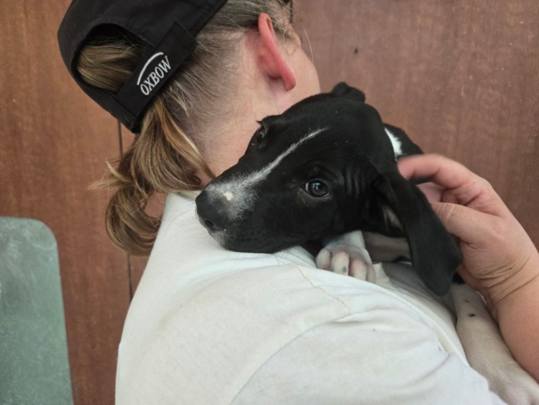 Gandhi - Chien à adopter