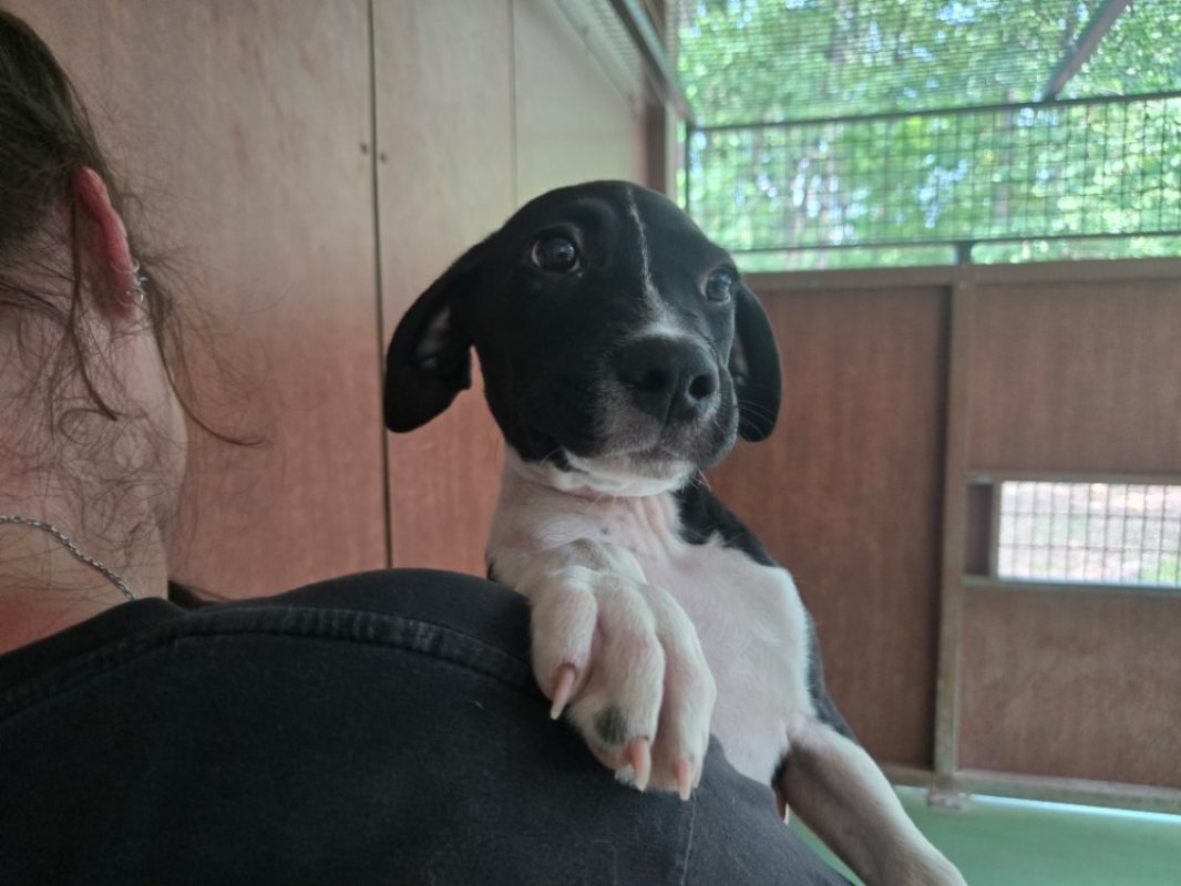 Luther - Chien à adopter