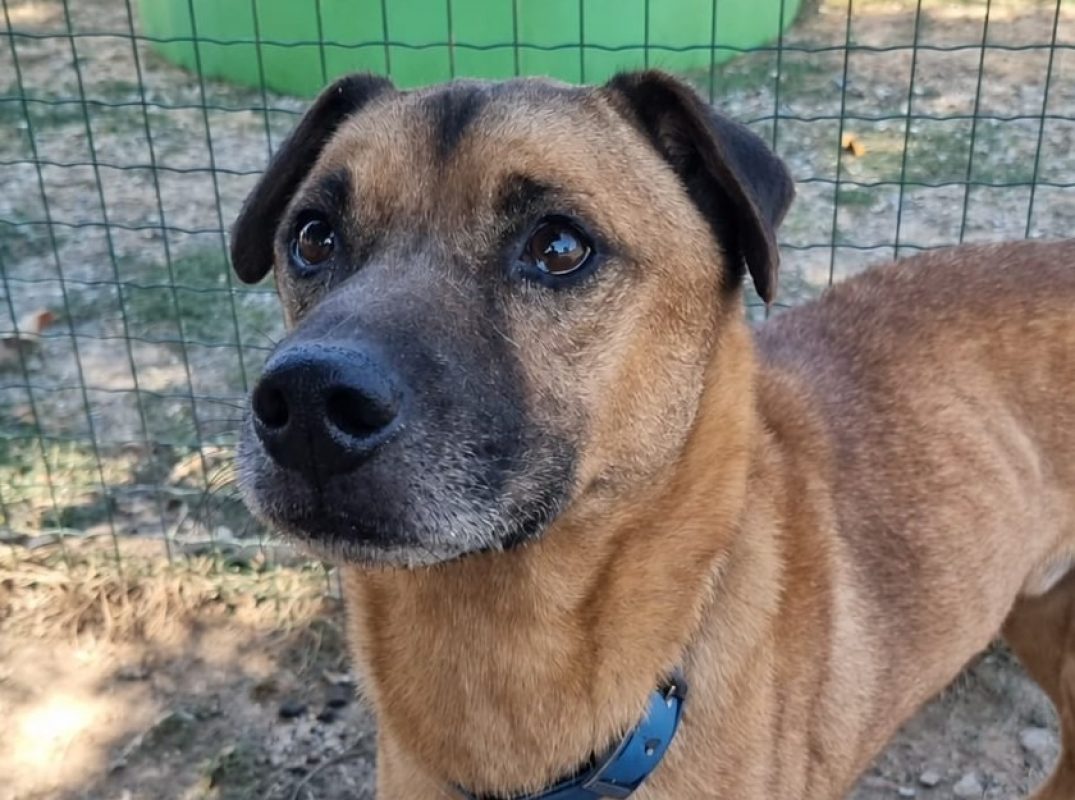Oscar - Chien à adopter