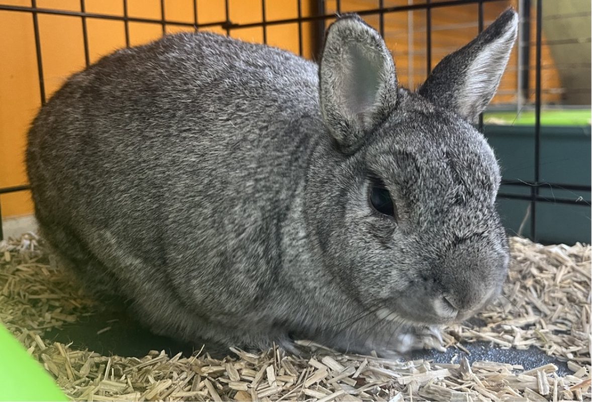 Uta "en cours d'adoption" - Rongeur Lapin à adopter - photo 2