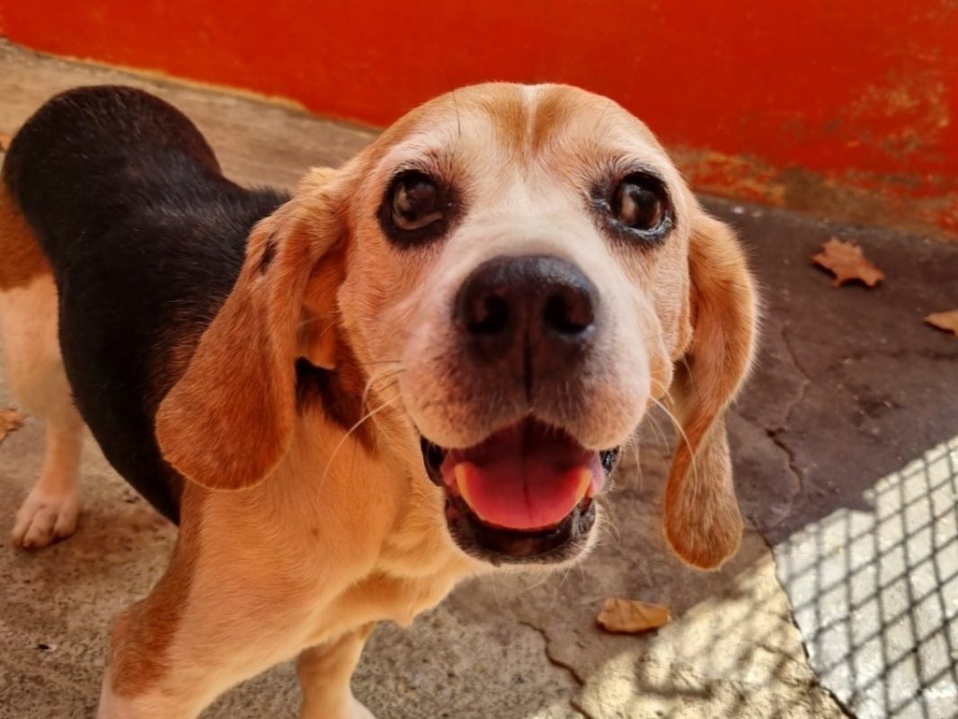 Rox - Chien Beagle à adopter