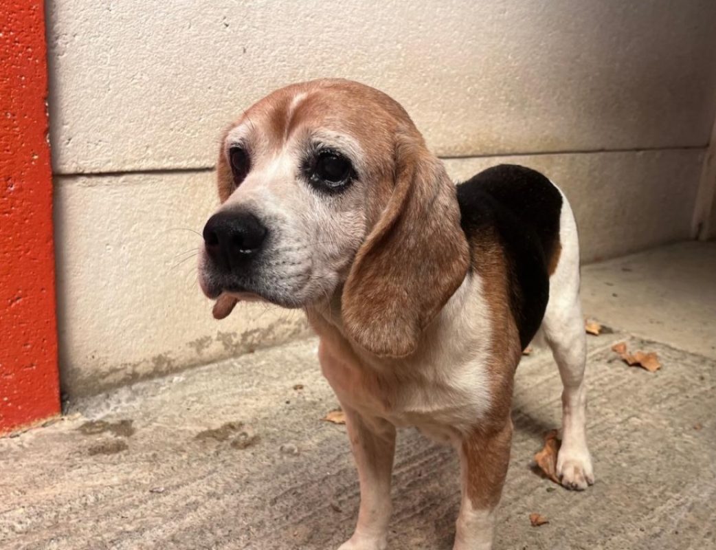 Rox - Chien Beagle à adopter - photo 2