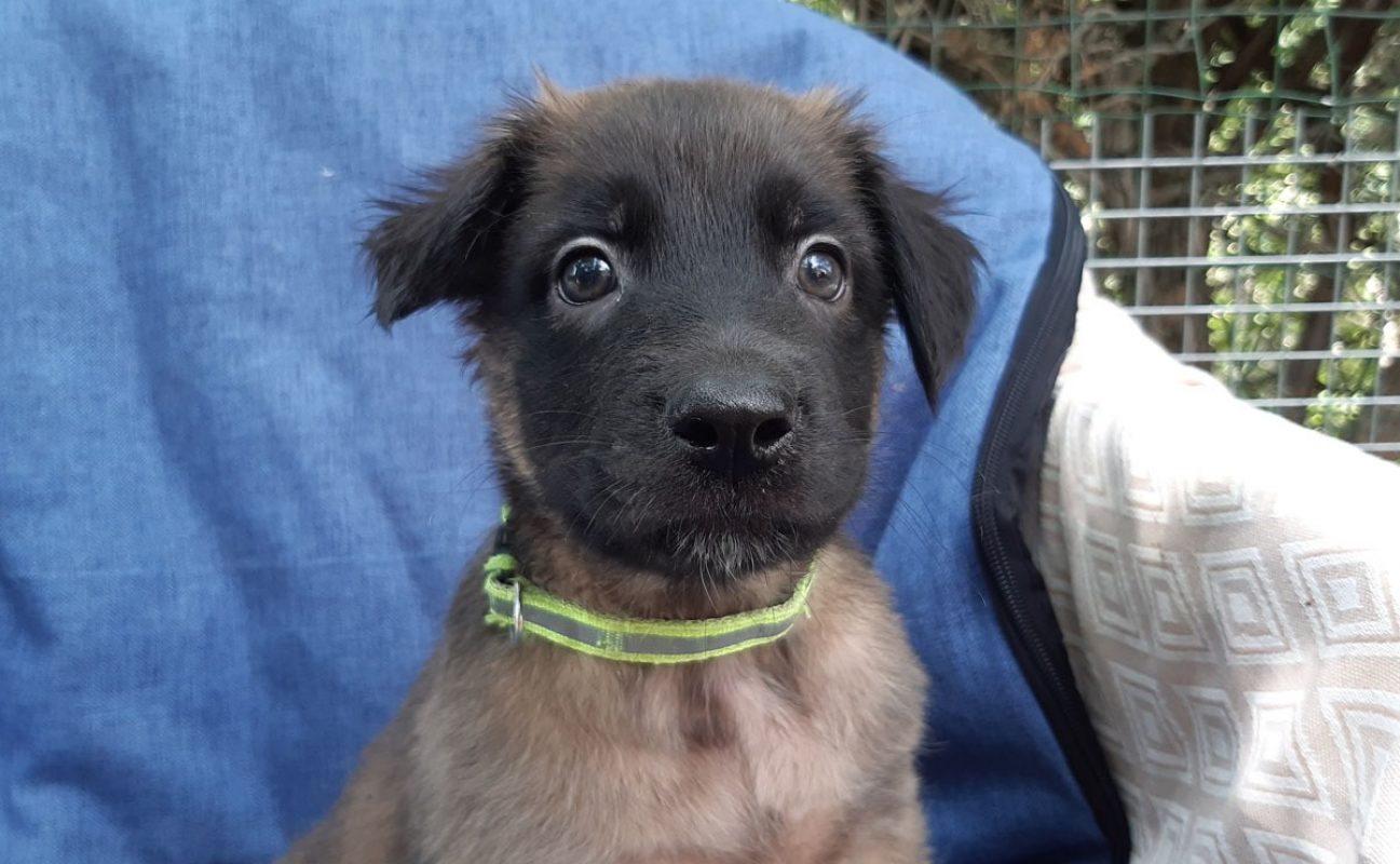 Vrap - Chien Berger à adopter