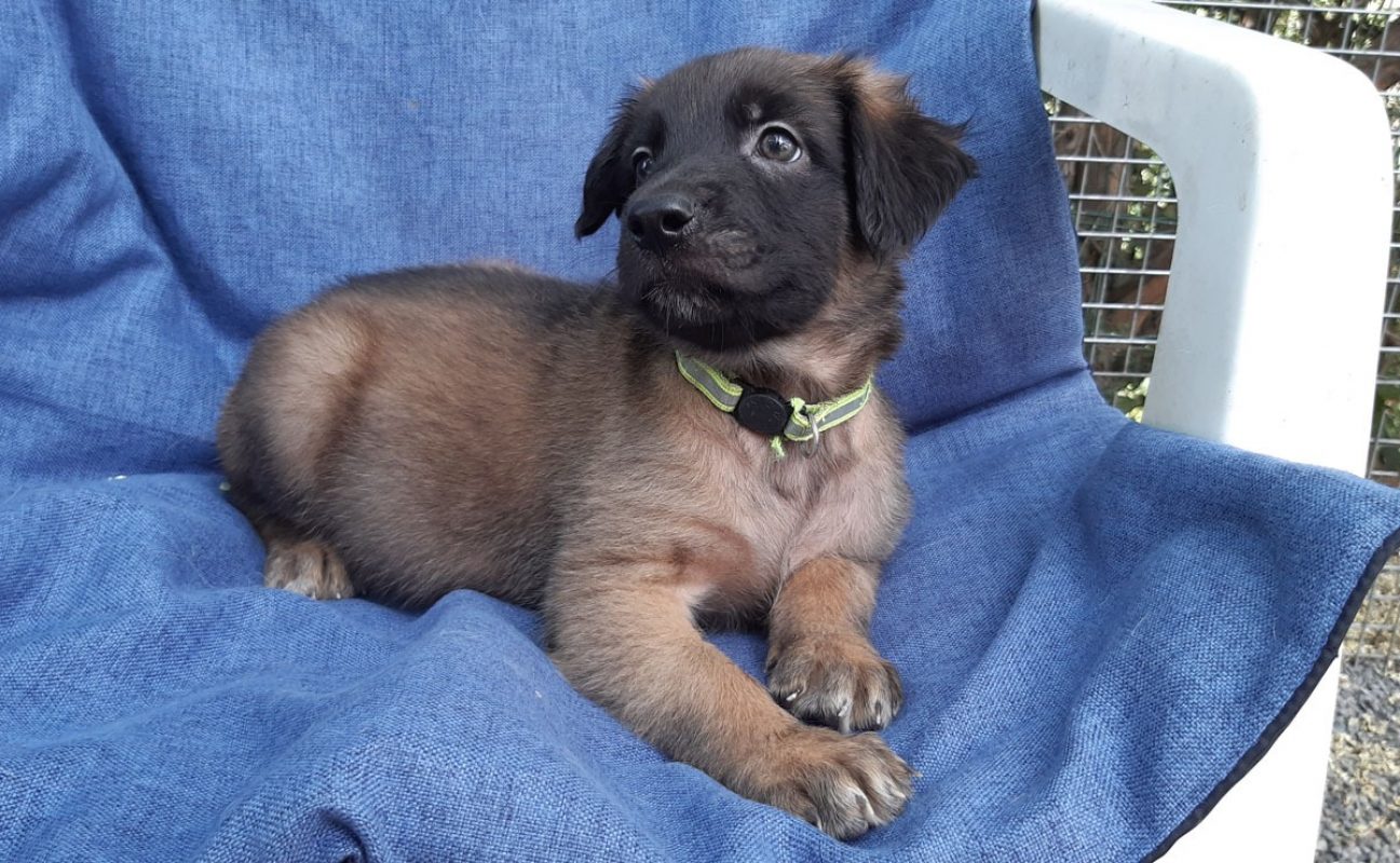 Vrap - Chien Berger à adopter - photo 2