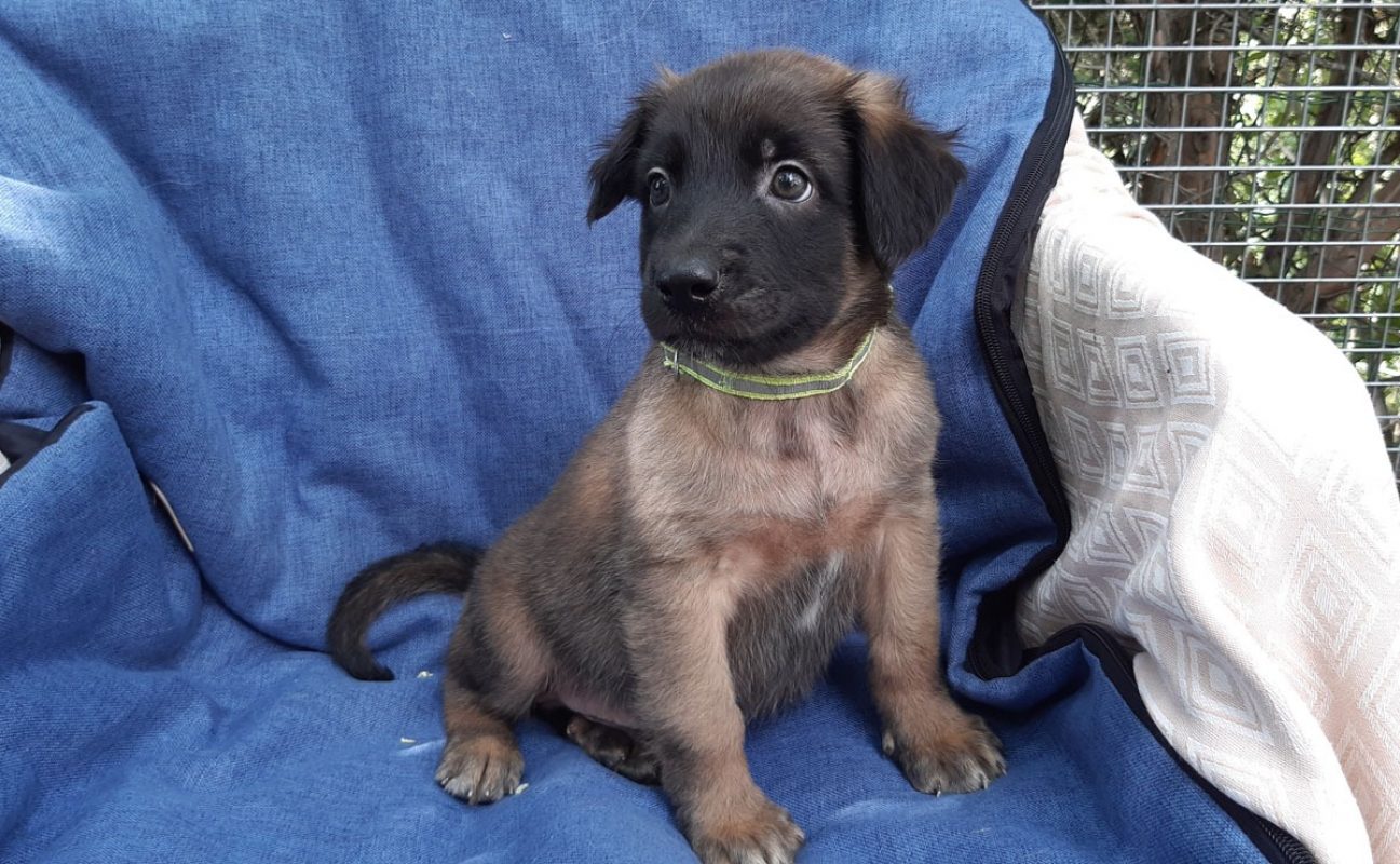 Vrap - Chien Berger à adopter - photo 3