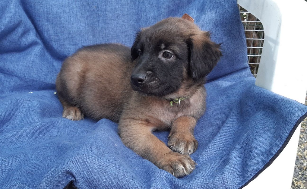 Vrap - Chien Berger à adopter - photo 4