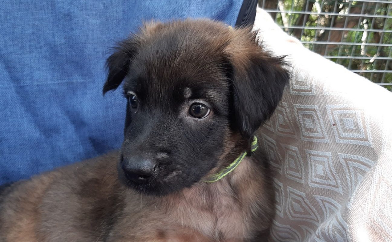 Vrap - Chien Berger à adopter - photo 5