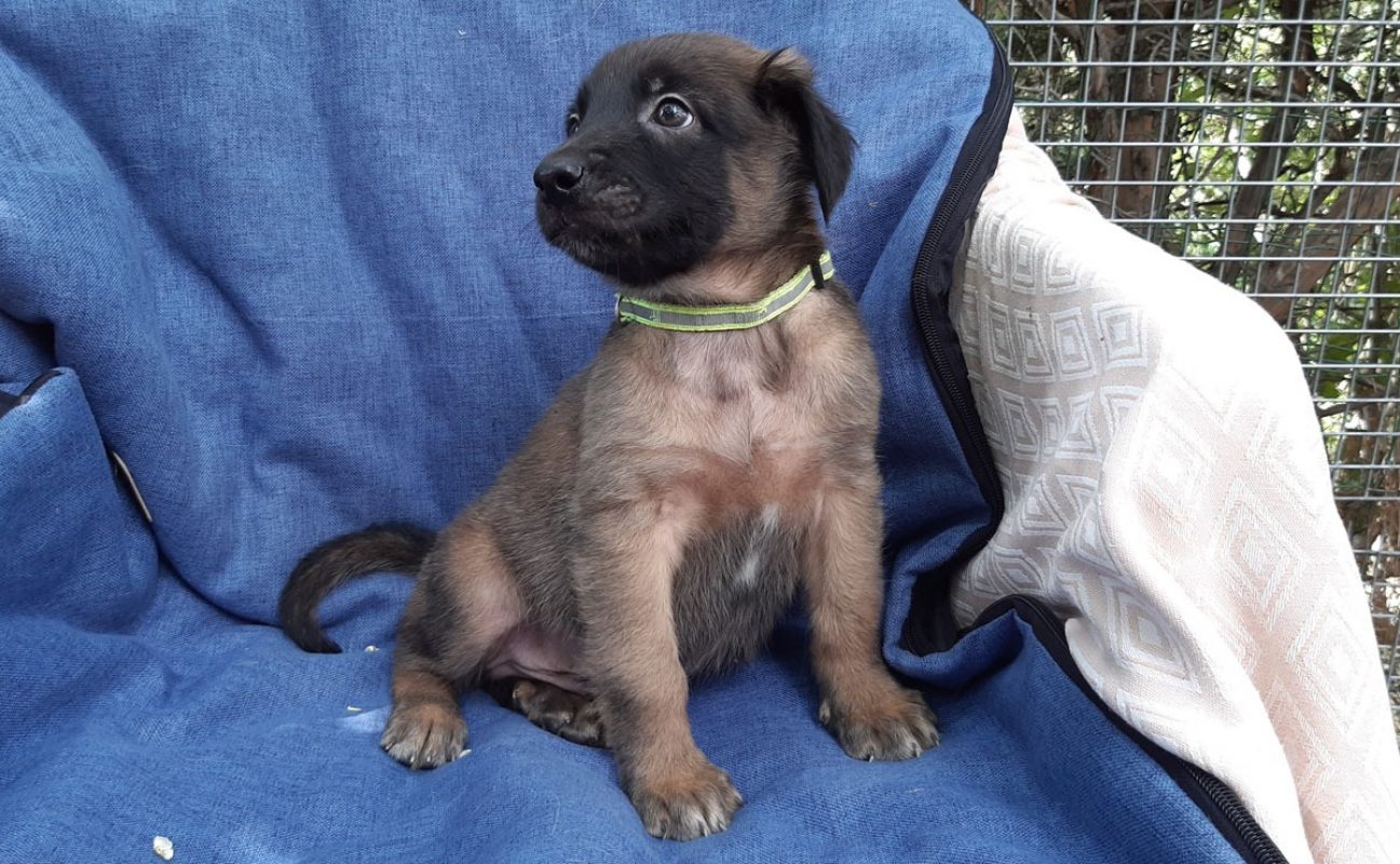Vrap - Chien Berger à adopter - photo 6