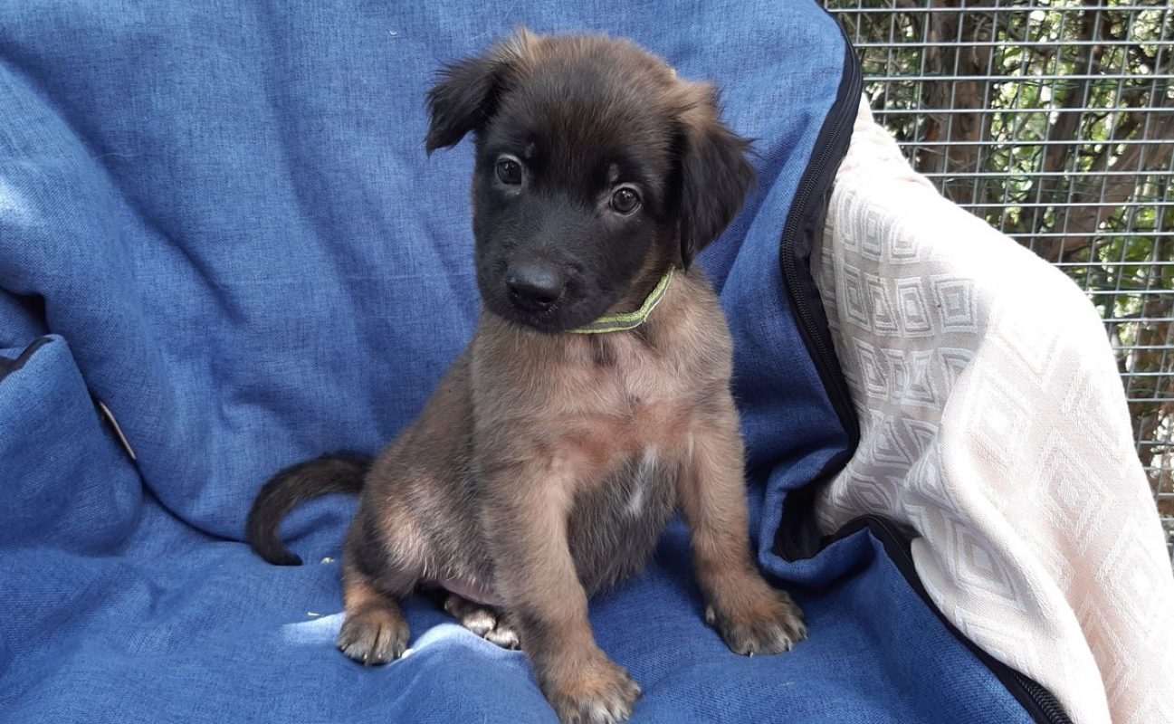 Vrap - Chien Berger à adopter - photo 7