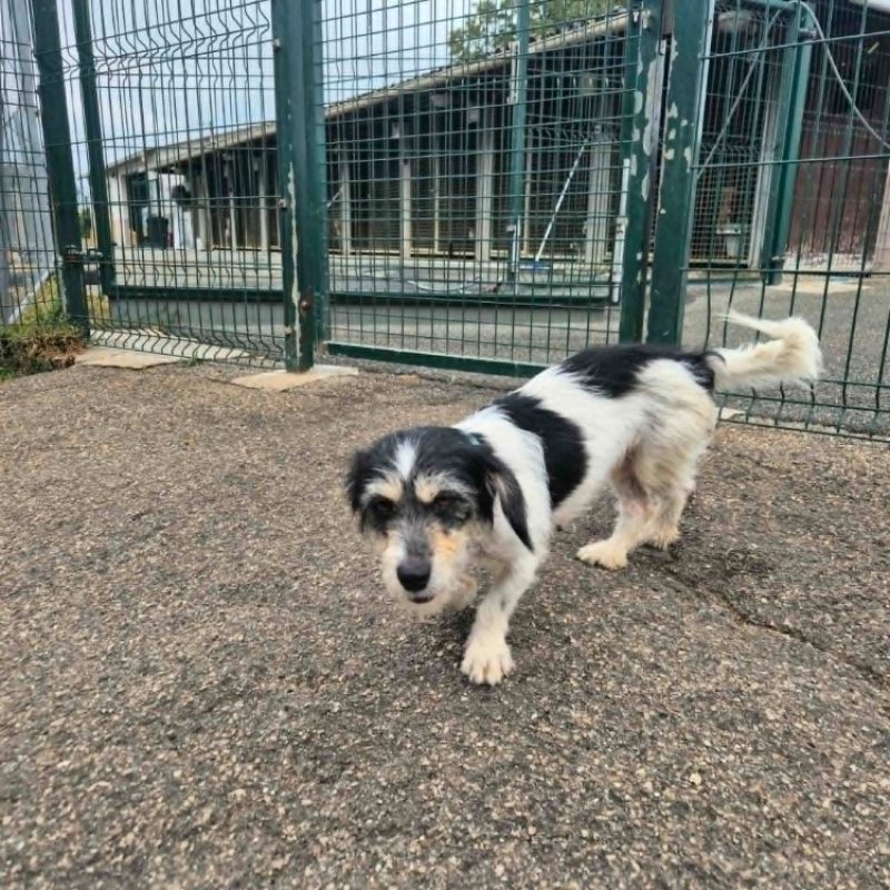 Abby - Chien Ratier pragois à adopter - photo 2