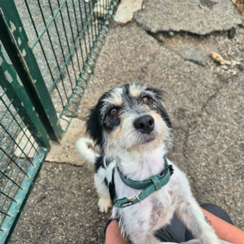 Abby - Chien Ratier pragois à adopter - photo 3