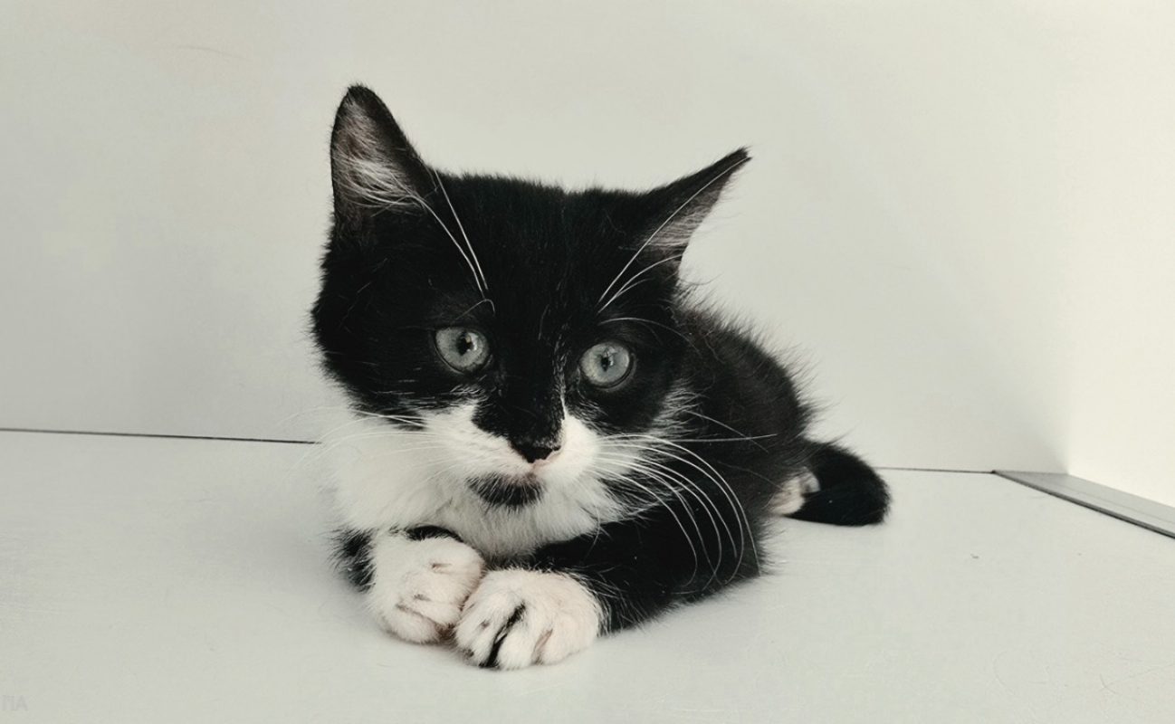 Selina - Chat Européen à adopter