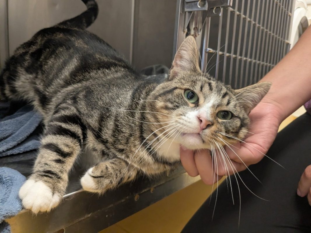 Raoul - Chat Européen à adopter