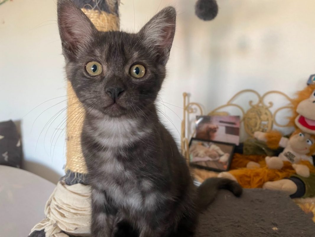 Dos - Chat Européen à adopter