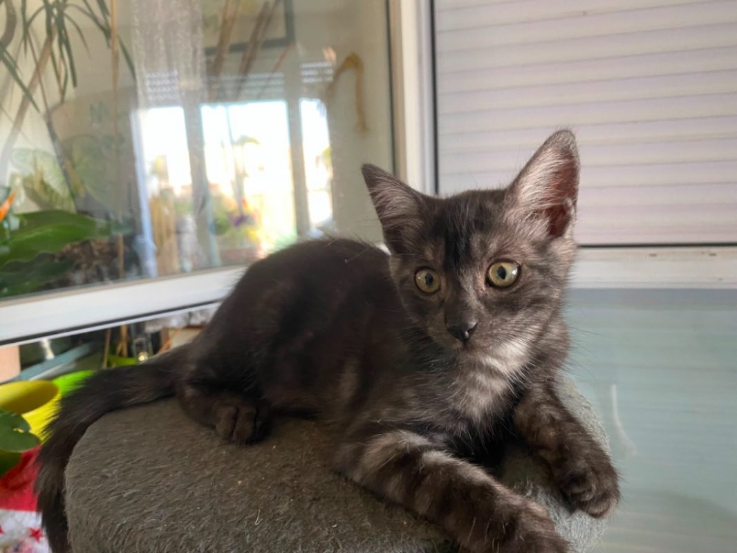 Dos - Chat Européen à adopter - photo 2
