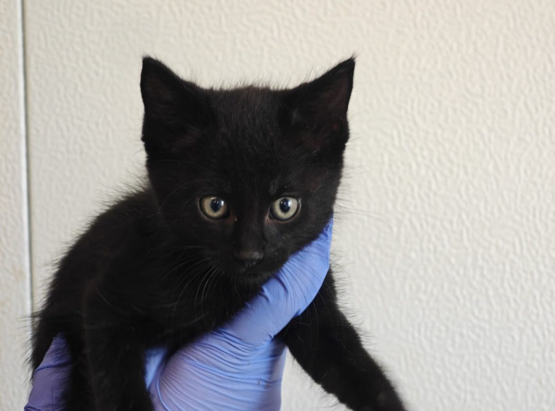 Corbeau - Chat Européen à adopter