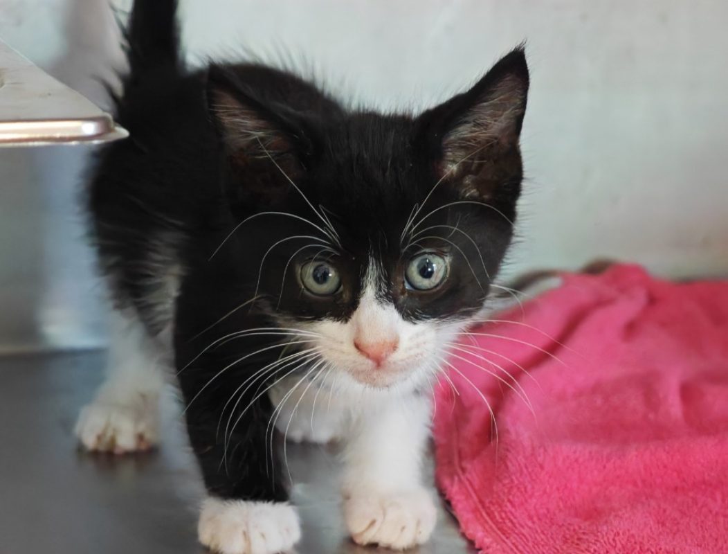 Guillemot - Chat Européen à adopter