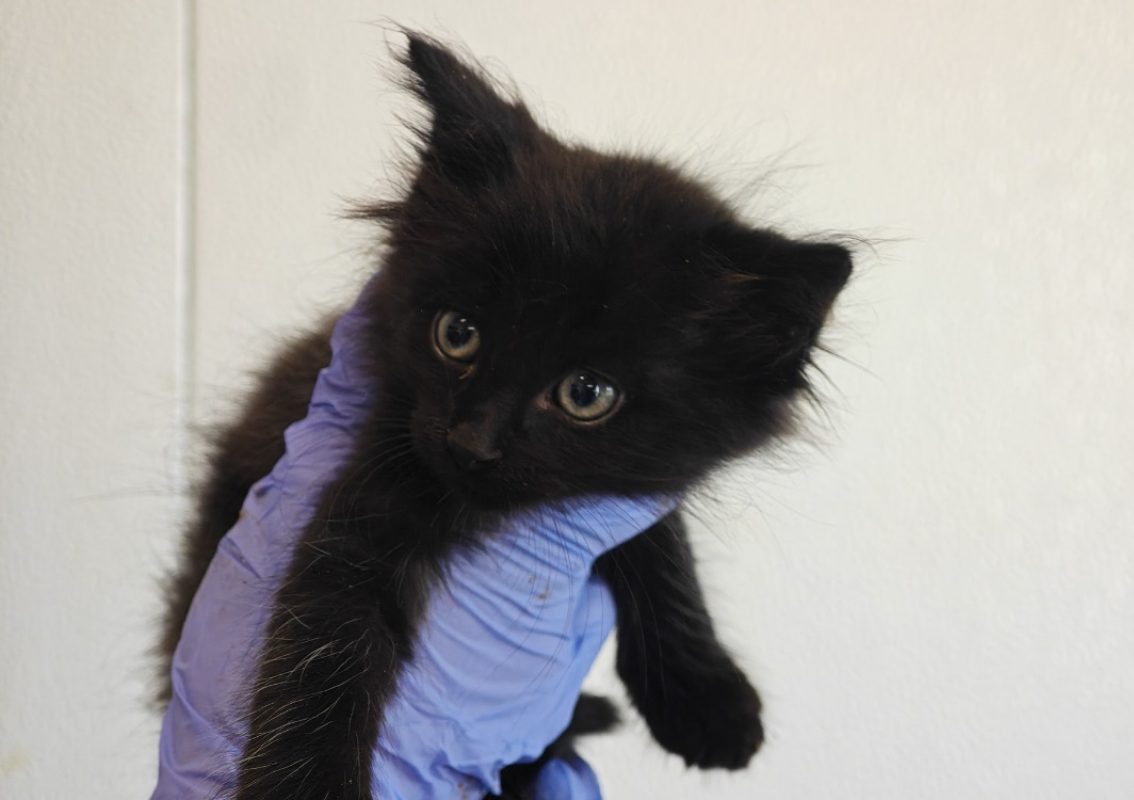 Chouca - Chat Européen à adopter