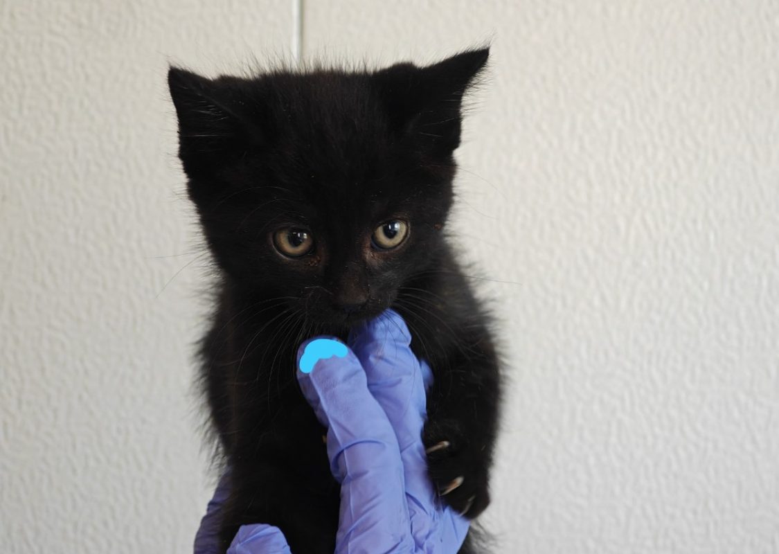 Corneille - Chat Européen à adopter