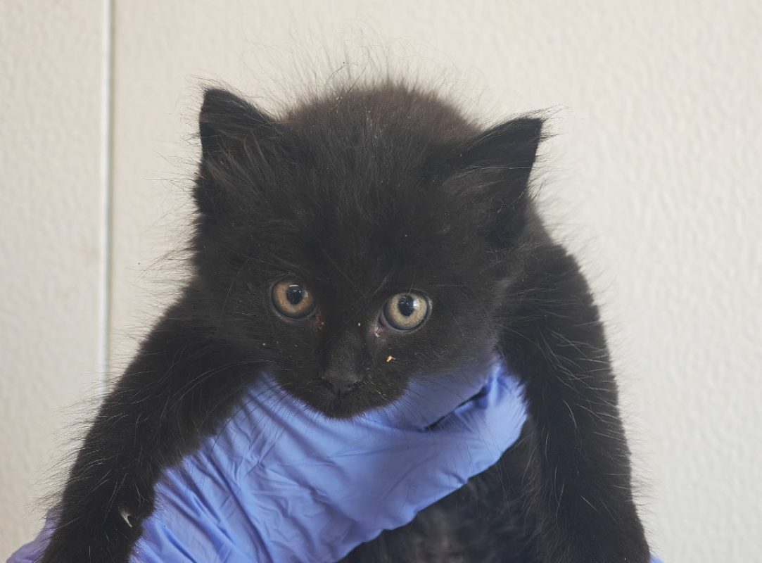 Merle - Chat Européen à adopter