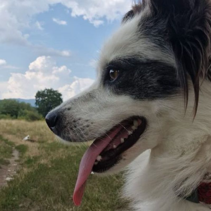 POMME - Chien à adopter - photo 8