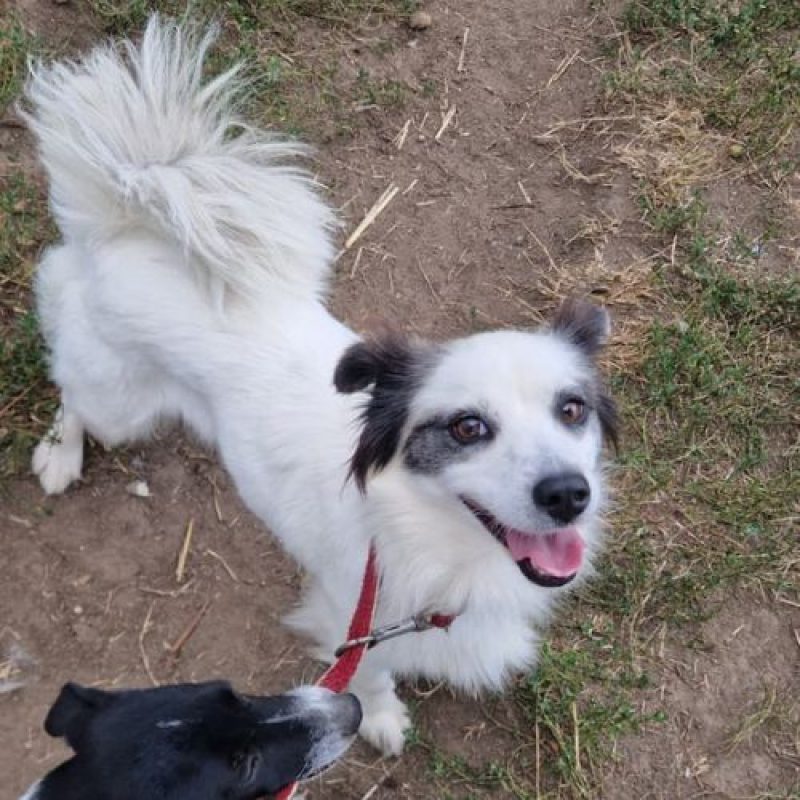 POMME - Chien à adopter - photo 9