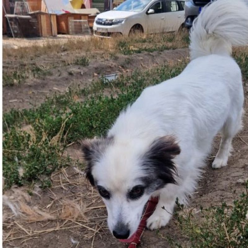 POMME - Chien à adopter - photo 10