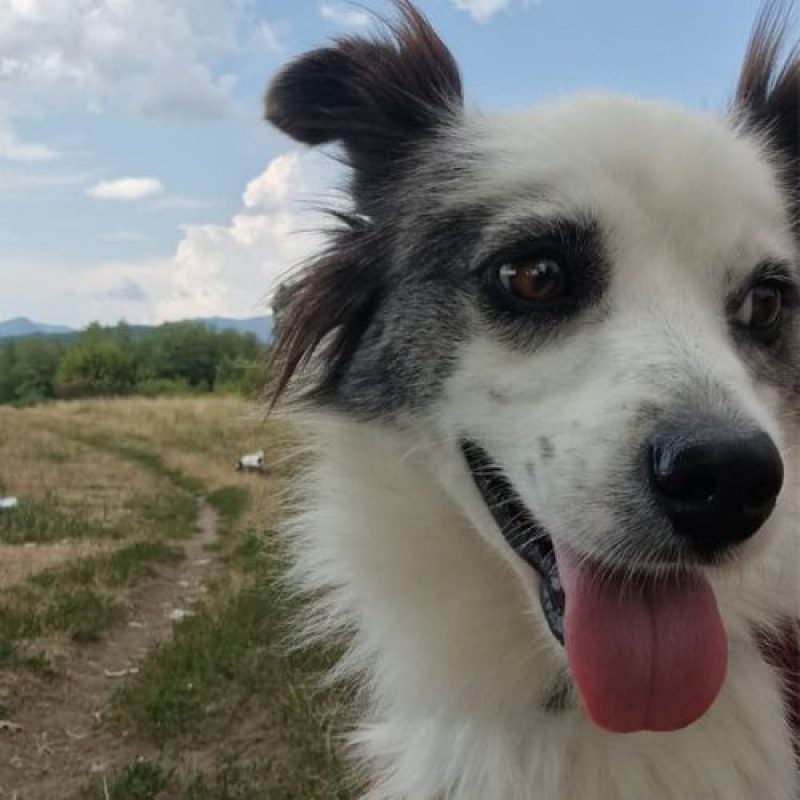 POMME - Chien à adopter - photo 4