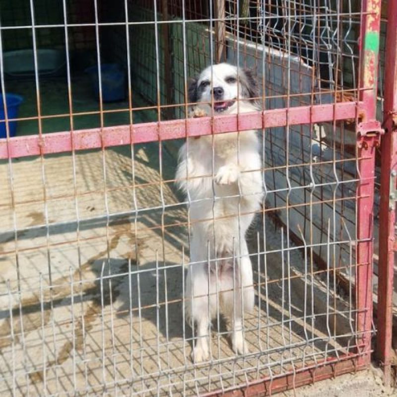POMME - Chien à adopter - photo 6