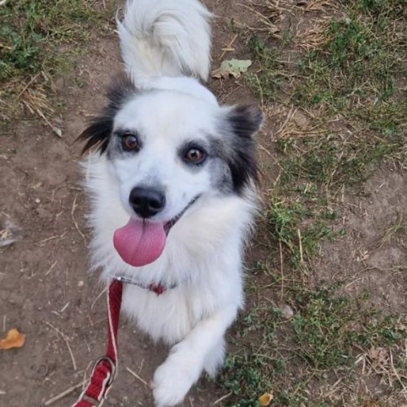 POMME - Chien à adopter