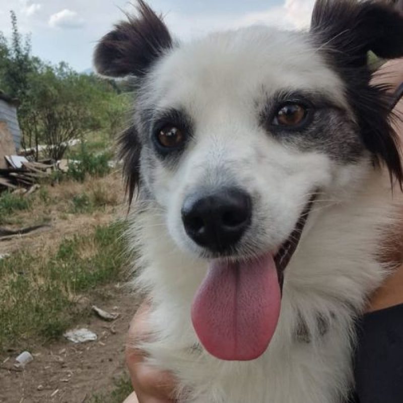 POMME - Chien à adopter - photo 5
