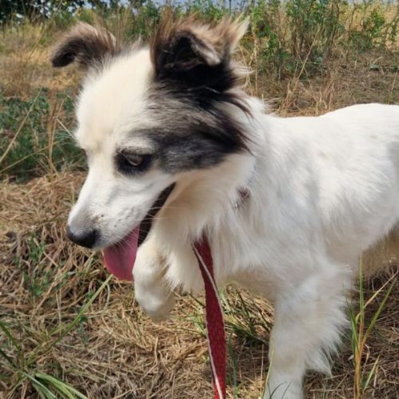 POMME - Chien à adopter - photo 3