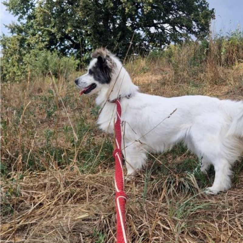 POMME - Chien à adopter - photo 2